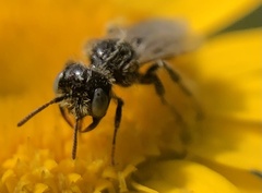 Panurginae
