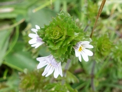 Euphrasia tetraquetra