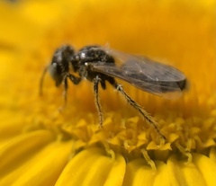 Panurginae