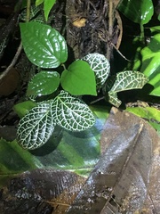 Fittonia