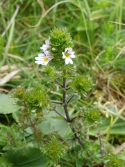 Euphrasia tetraquetra