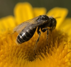 Panurginae