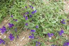 Echium sabulicola