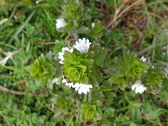 Euphrasia tetraquetra