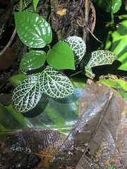 Fittonia
