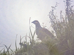 Francolinus pintadeanus