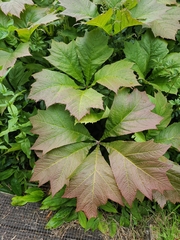 Rodgersia