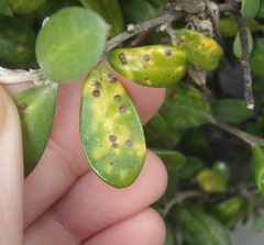 Chrysomphalus pinnulifer