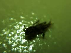 Neotridactylus