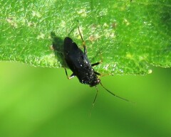 Slaterocoris