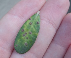 Chrysomphalus pinnulifer