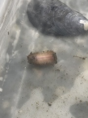 Lepidonotus squamatus