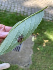 Pentatomini