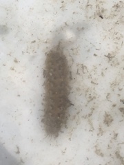 Lepidonotus squamatus