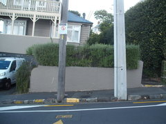 Chrysomphalus pinnulifer