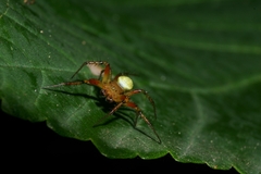 Araniella opisthographa