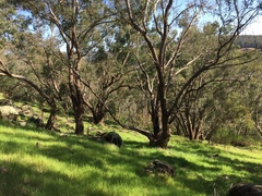 Corymbia calophylla