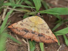 Hemeroplanis scopulepes