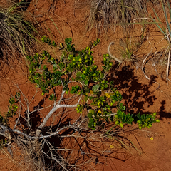 Eugenia capensis capensis