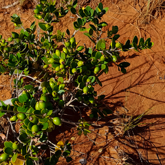 Eugenia capensis capensis