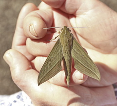 Xylophanes letiranti