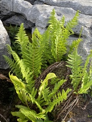 Dryopteris oreades