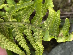 Dryopteris oreades