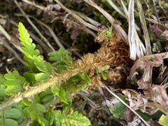 Dryopteris oreades