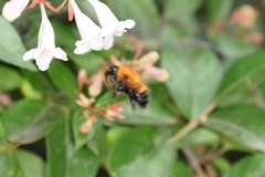 Bombus opulentus