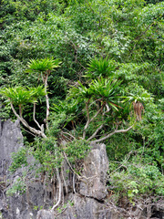 Dracaena cambodiana