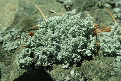 Stereocaulon intermedium