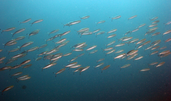 Pterocaesio flavifasciata