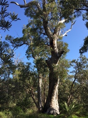 Corymbia calophylla