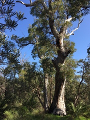 Corymbia calophylla