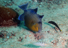 Pseudobalistes fuscus