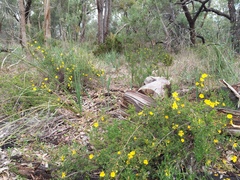 Hibbertia hypericoides hypericoides