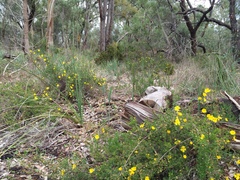 Hibbertia hypericoides hypericoides