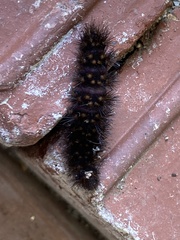 Lepidoptera