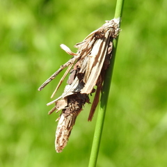 Canephora hirsuta