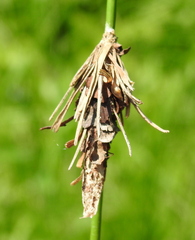 Canephora hirsuta