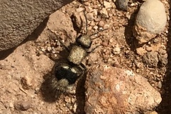 Ronisia marocana