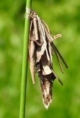 Canephora hirsuta