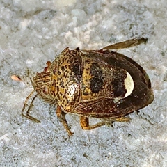 Axiagastus rosmarus