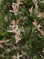 Salix integra
