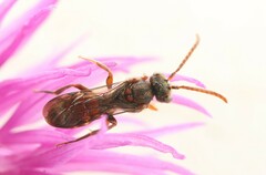 Nomada flavoguttata