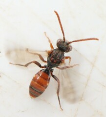Nomada flavoguttata