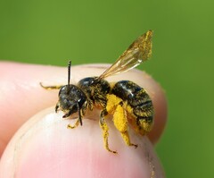 Andrena humilis