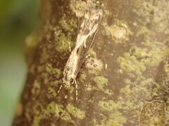 Blastodacna
