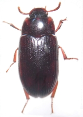 Alphitobius diaperinus