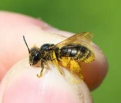 Andrena humilis